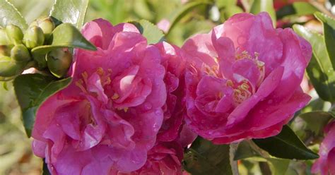 October magic rose camellia